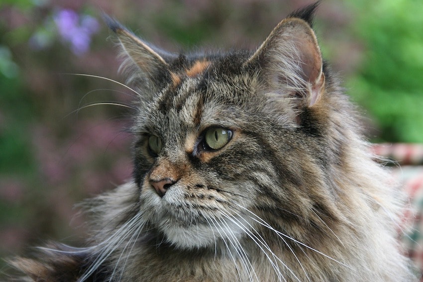 best cat trees for Maine coons