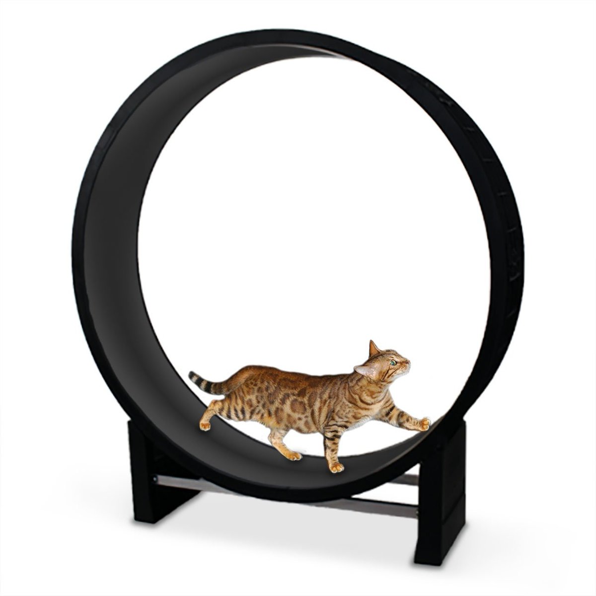 cat wheel for exercise