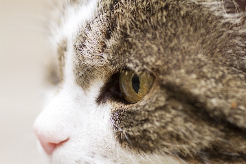 do cats have eyelashes